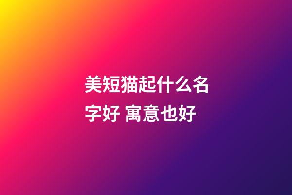 美短猫起什么名字好 寓意也好